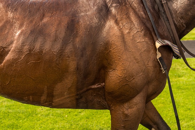 carreras de caballos